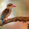 Lednacek kapovy - Halcyon albiventris - Brown-hooded Kingfisher o6421